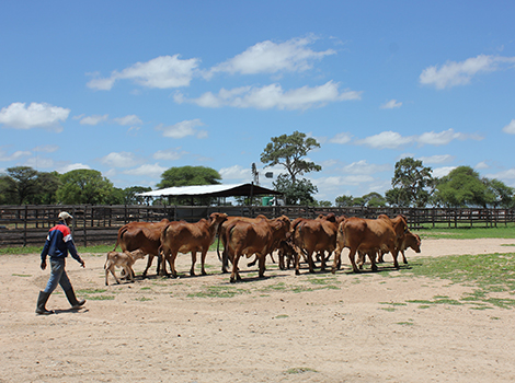 Botswana Ministry of Agricultural Department