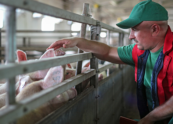 Farmer and Pigs