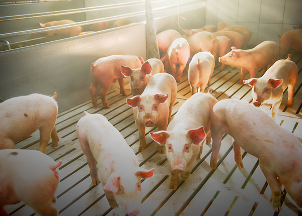 Pigs on a farm