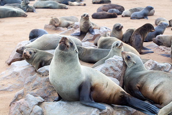Colony of Eared Brown Fur Seals at Cape Cross, Skeleton Coast, A