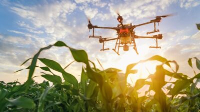 Agriculture drone fly to sprayed fertilizer on the green corn fields