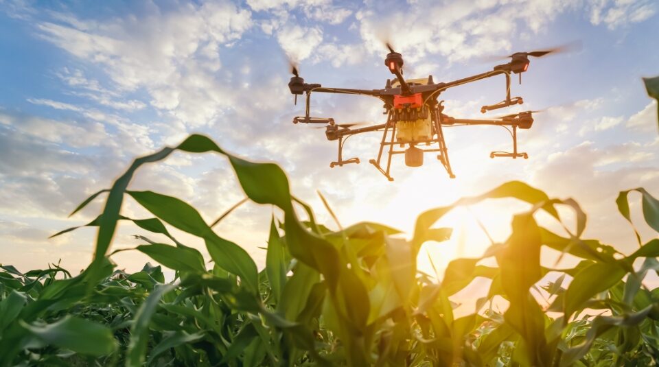Agriculture drone fly to sprayed fertilizer on the green corn fields