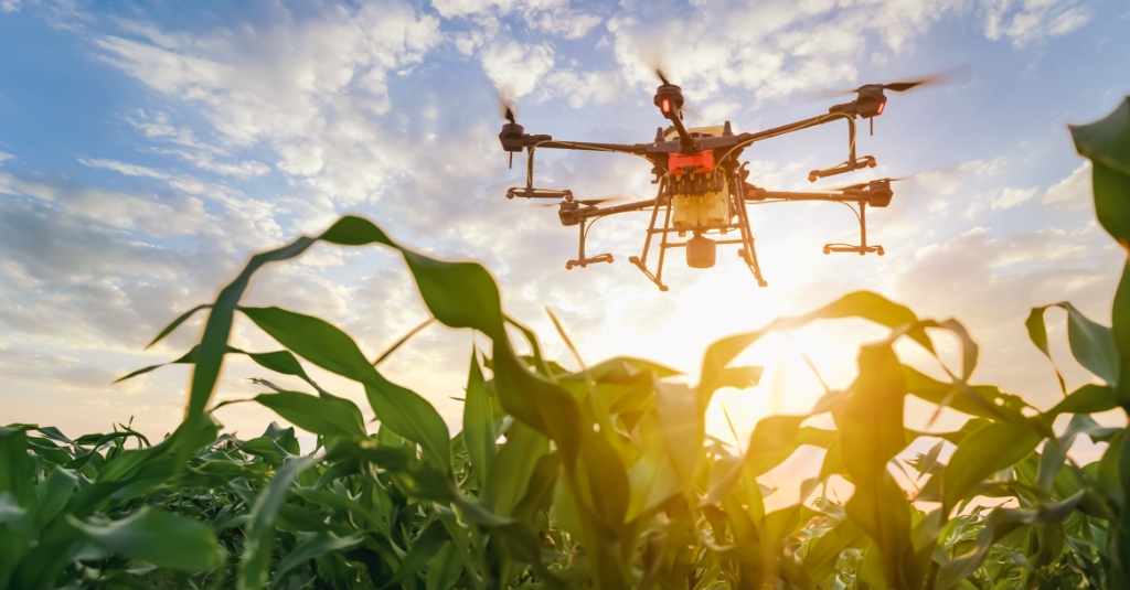 Agriculture drone fly to sprayed fertilizer on the green corn fields