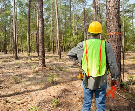 木業管理：「林木資源調查」