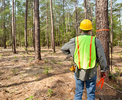 Timber Cruising for Lumber Management