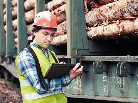 Timber Cruising for Lumber Management